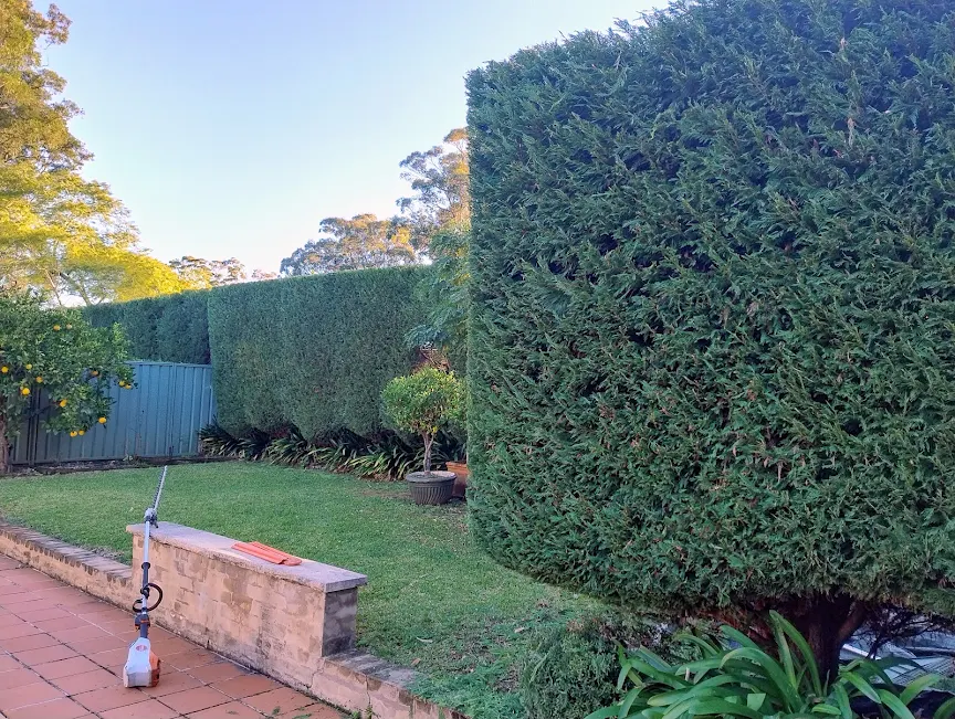 Crisp Cut Conifers in South Turramurra, NSW