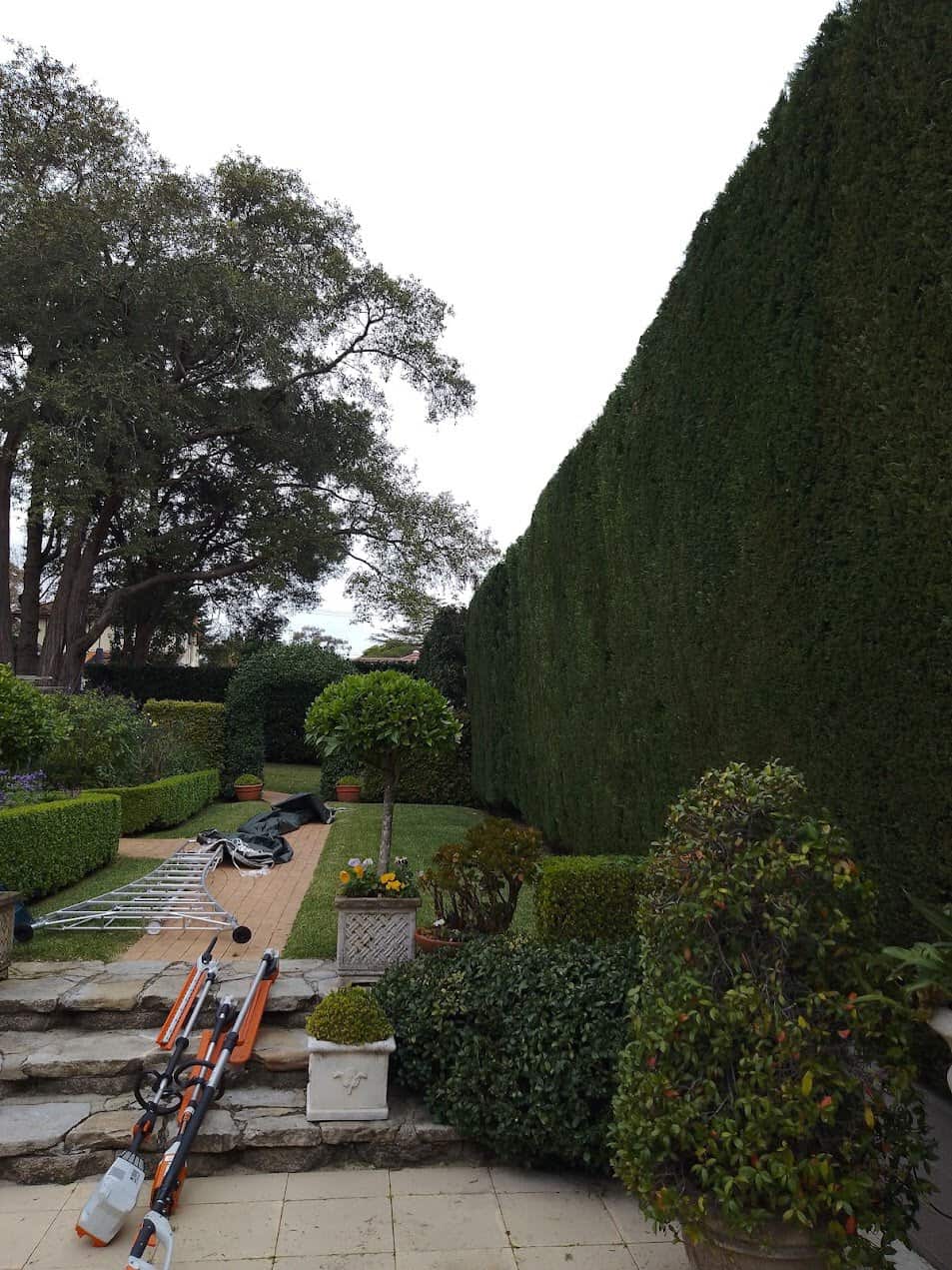Buxus border shaping in Seaforth — hedge trimming and garden care by Hedge Sydney