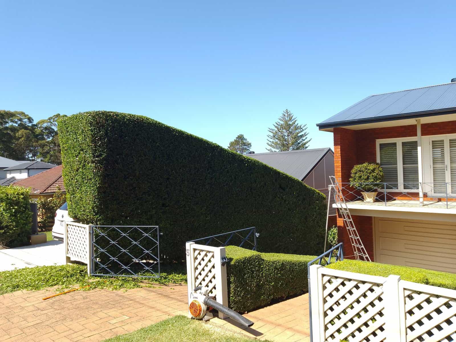 Perfect hedge trimming in Frenchs Forest — hedge trimming and garden care by Hedge Sydney