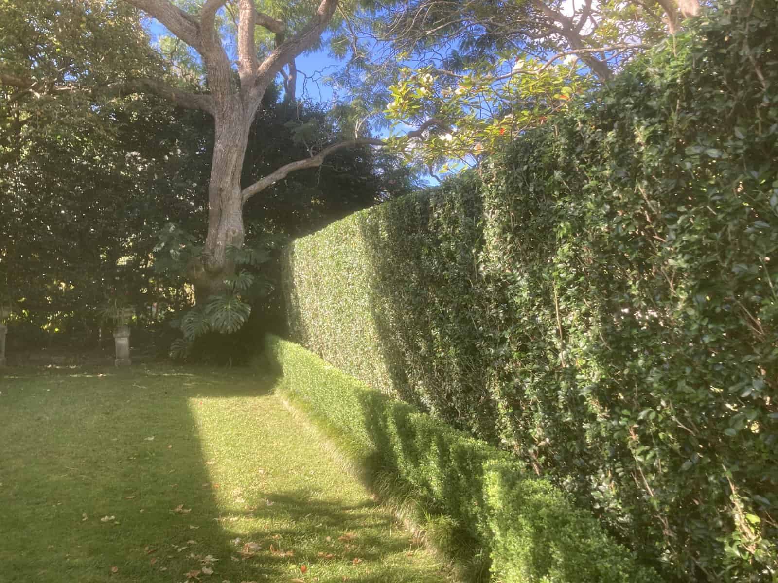Lilly pilly reduction in Cremorne — hedge trimming and garden care by Hedge Sydney