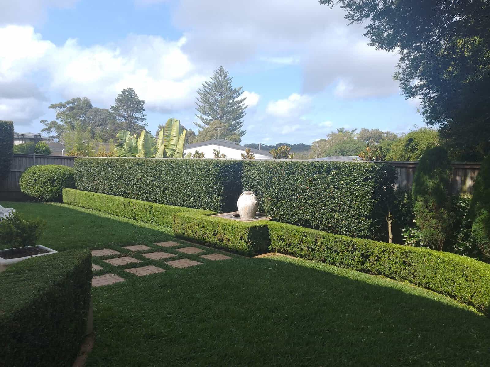 Hedge boxed in Frenchs Forest — hedge trimming and garden care by Hedge Sydney