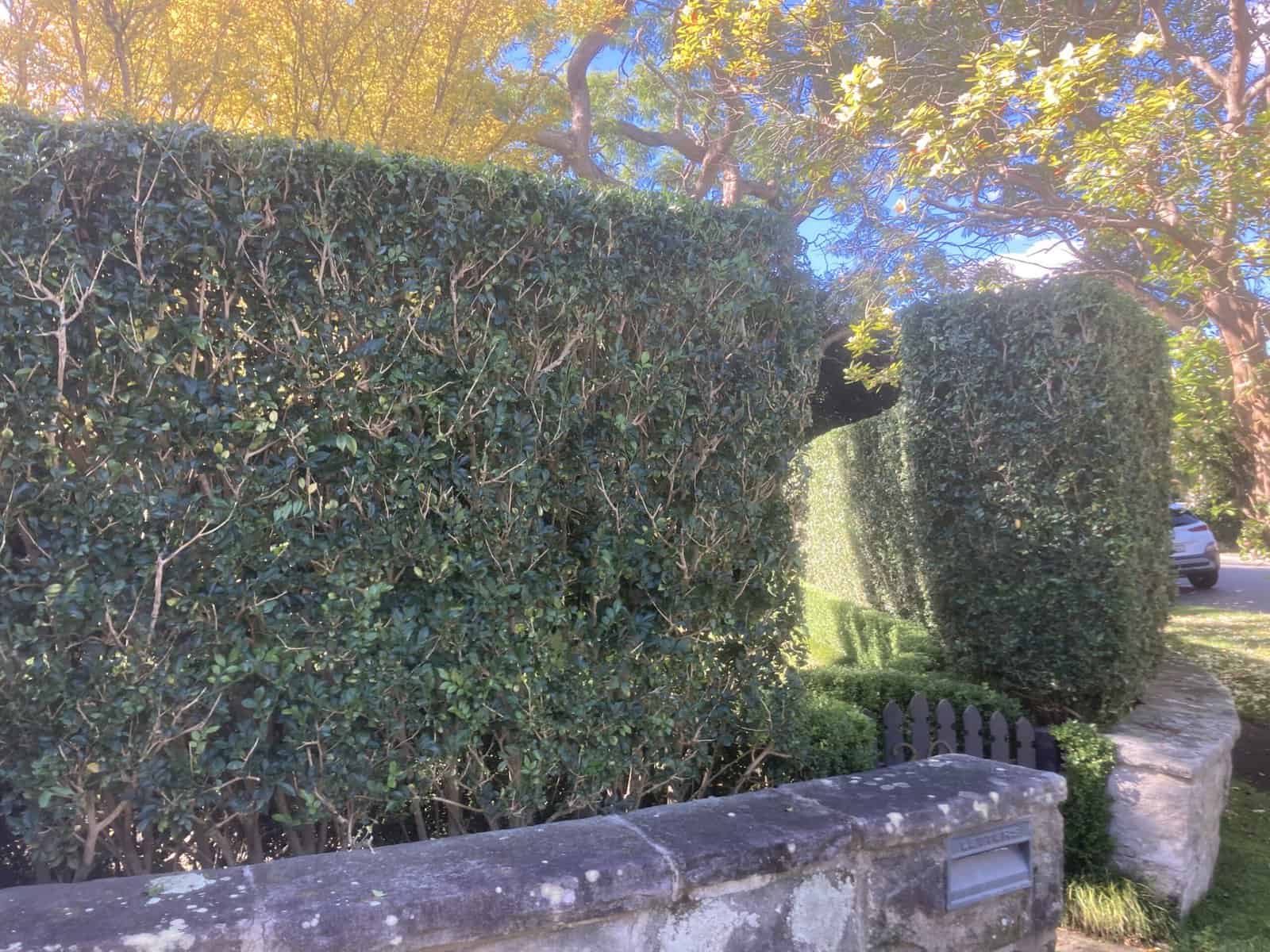 Boundary hedge shaping in Neutral Bay — hedge trimming and garden care by Hedge Sydney