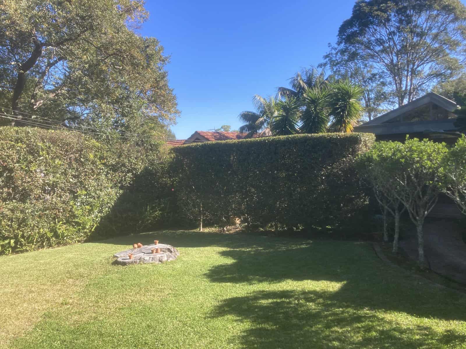 Poolside privacy hedge in Turramurra — hedge trimming and garden care by Hedge Sydney
