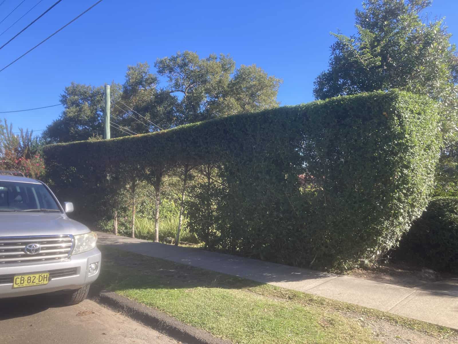 Viburnum wall trim in Wheeler Heights — hedge trimming and garden care by Hedge Sydney