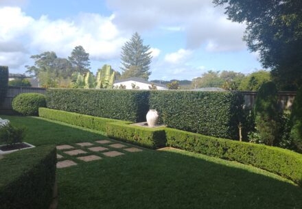 buxus hedge and camelia hedges