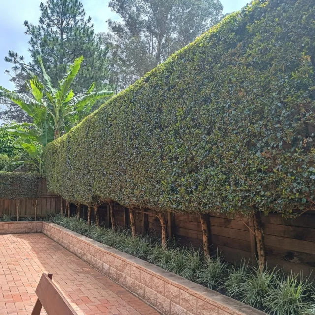 #hedgetrimming #lillipilli