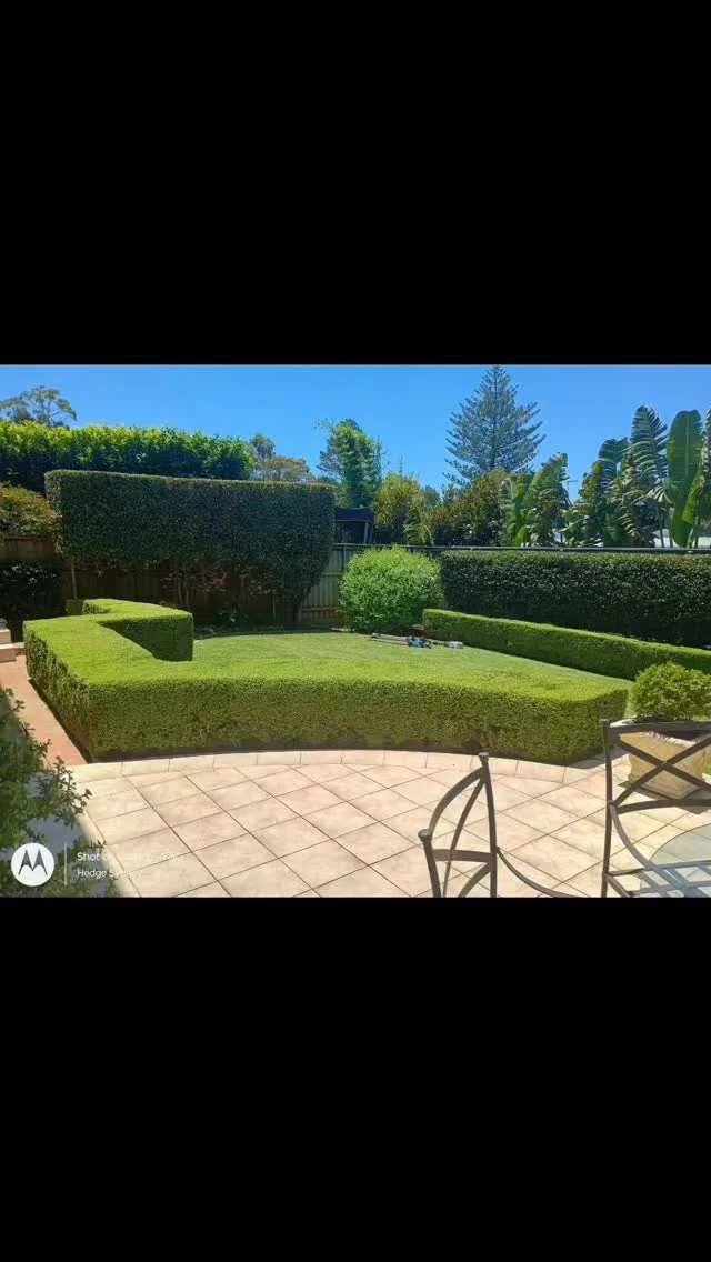 #hedgetrimming #buxus #buxushedge ♥️
A favourite of ours 👍🌿