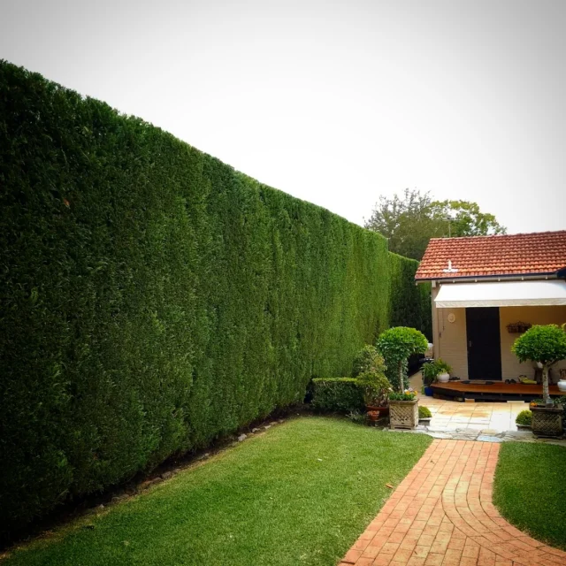 👏#hedgetrimming #hedge #hedging